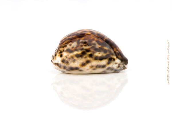 Tortoise Seashell