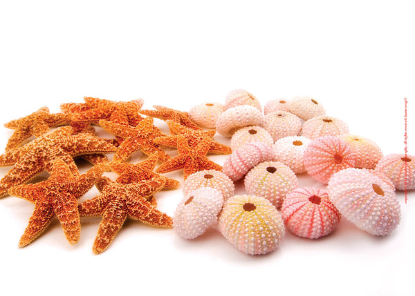 Starfish & Sea Urchins