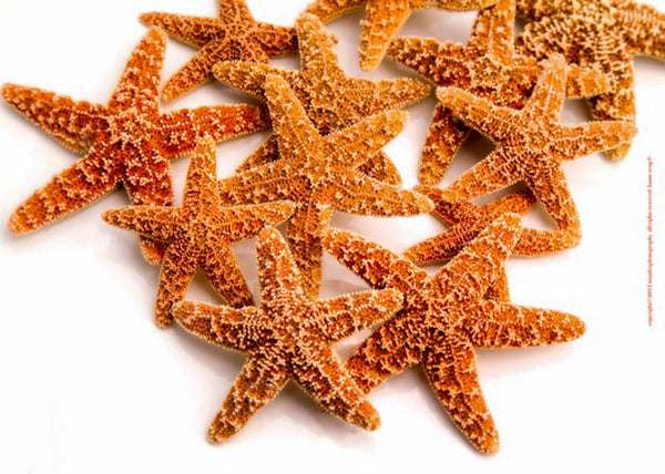 Starfish