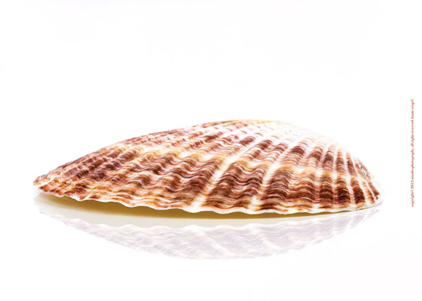 Scallop Shell