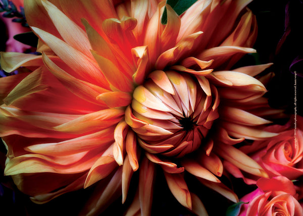 Fall Dahlia