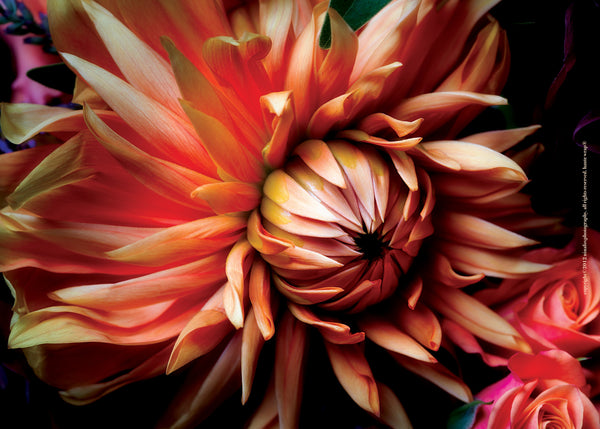 Fall Dahlia