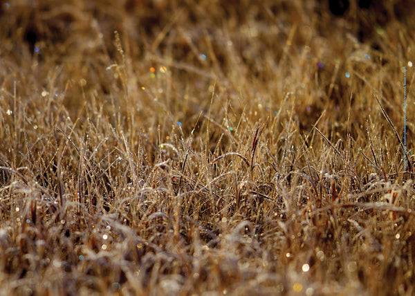 Wheatgrass with First Frost