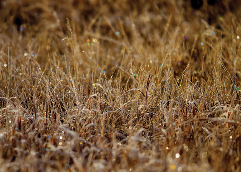 Wheatgrass with First Frost