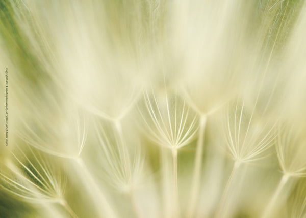 Green Dandelions