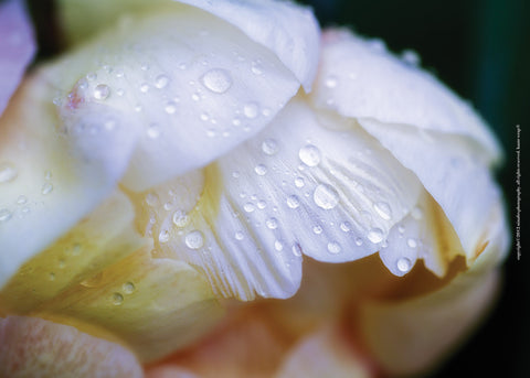 White Peony with Dew Drops