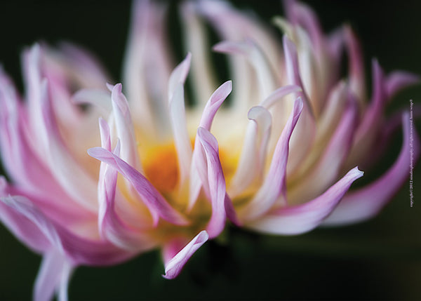 Lavender Flower