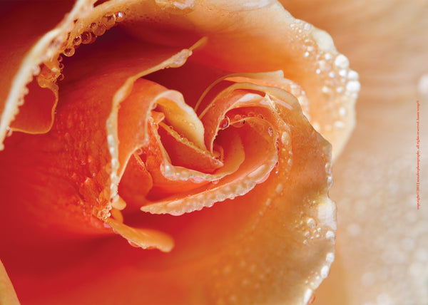 Orange Rose with Dew Drops