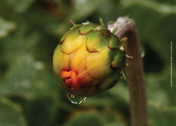 Bud with Dewdrop