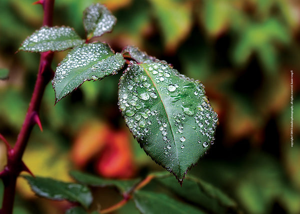 Rose Leaf with Dew Drops