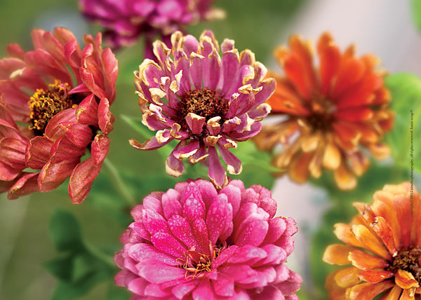 Zinnias