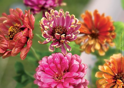 Zinnias