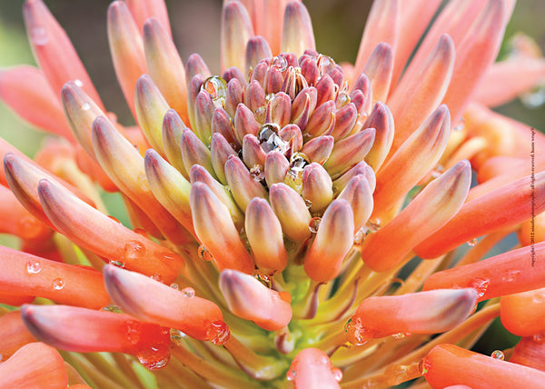Orange Succulent with Dew Drops