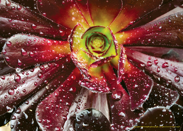 Red Succulent