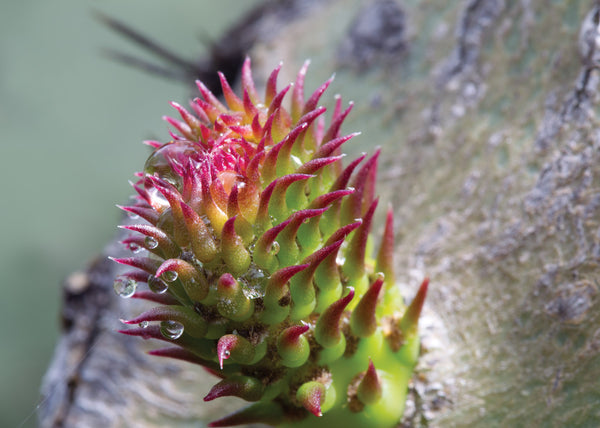 Pink & Green Cactus