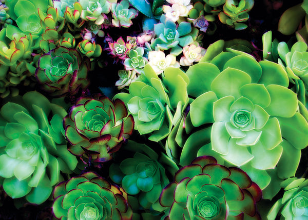 Green Succulents