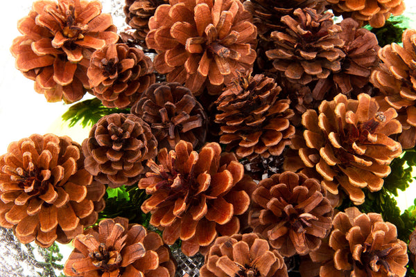 Pine Cones