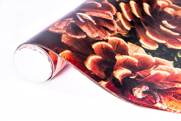 Pine Cones