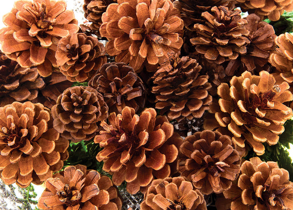 Pine Cones