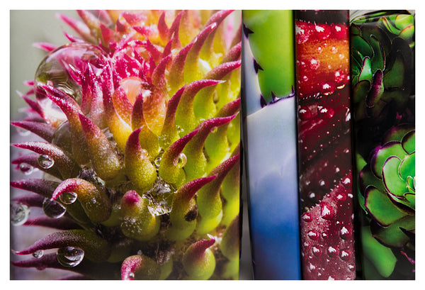 Pink & Green Cactus
