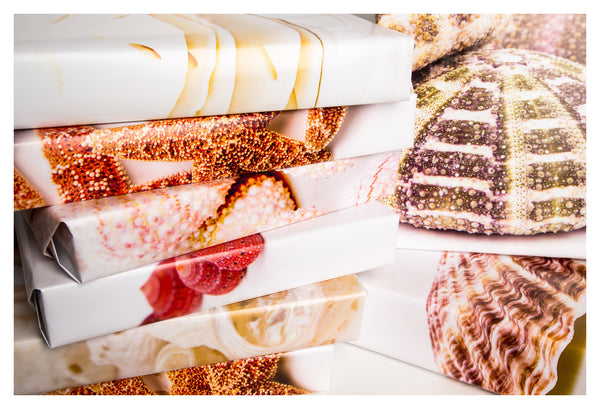 Scallop Shell
